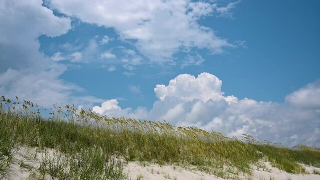 Marram Grass Blowing in the Sand Dunes