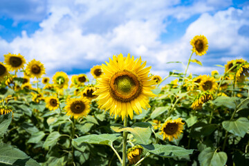 Fototapeta premium Blue sky and sunflower