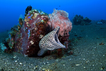 Honeycomb Moray (Leopard moray) - Gymnothorax favagineus at the cleaning station. Underwater world of Bali.