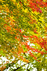 The maple is colored in beautiful red and yellow.