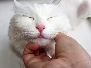 White fluffy kitty is happy to pet yourself.