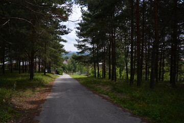 road in the forest