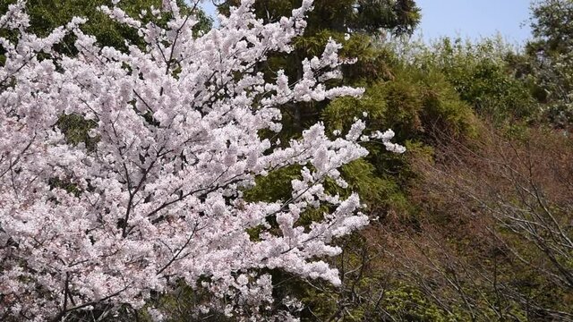 満開に咲きそろったちょうど見ごろのサクラ、ネットでお花見