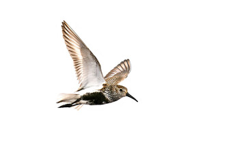 Fototapeta premium Dunlin (Calidris alpina) in its natural enviroment