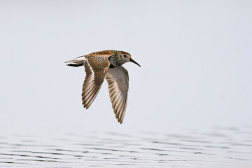 Dunlin (Calidris alpina) in its natural enviroment