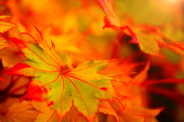 blätter herbststimmung