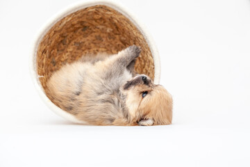 Fototapeta premium Adorable pomeranian spitz dog puppy laying in a rush basket with natural light. High quality photo