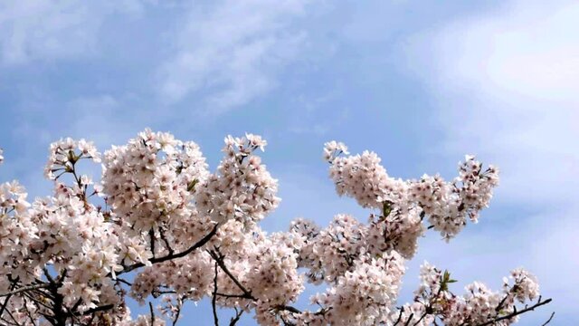満開に咲きそろったちょうど見ごろのサクラ、ネットでお花見