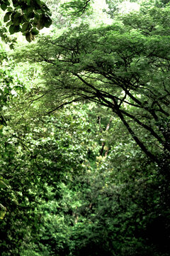 Detail of wood texture in the forest in Madiun, East Java, Indonesia
