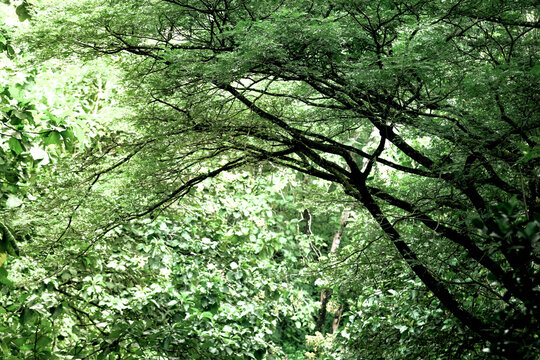 Detail of wood texture in the forest in Madiun, East Java, Indonesia
