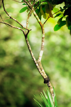 Detail of wood texture in the forest in Madiun, East Java, Indonesia
