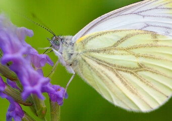 Large Cabbage White butterfly on lavender against a green natural background. High quality photo