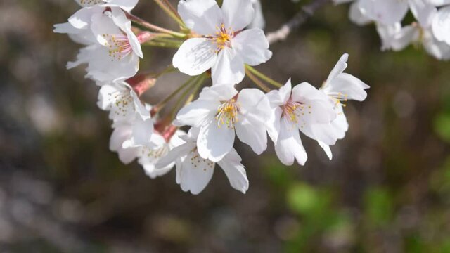 満開に咲きそろったちょうど見ごろのサクラ、ネットでお花見