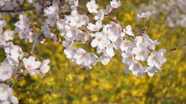 満開に咲きそろったちょうど見ごろのサクラ、ネットでお花見