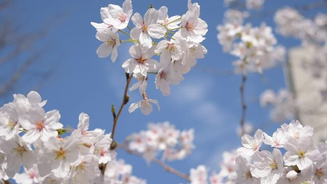 満開に咲きそろったちょうど見ごろのサクラ、ネットでお花見
