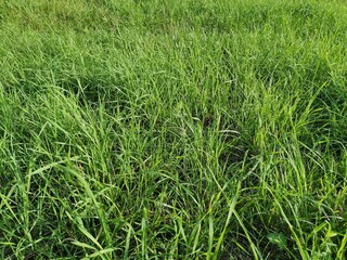 green grass background