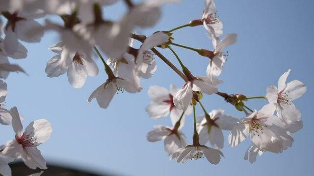 満開に咲きそろったちょうど見ごろのサクラ、ネットでお花見