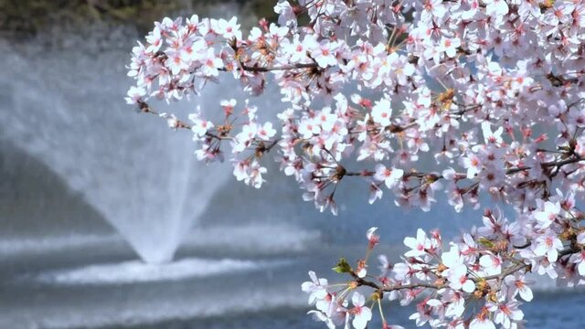 満開に咲きそろったちょうど見ごろのサクラ、ネットでお花見