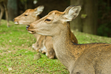 Deer in Nara Park in Japan are said to be messengers of God.