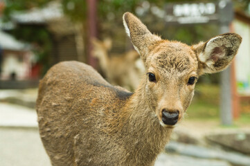 Deer in Nara Park in Japan are said to be messengers of God.