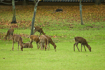 Naklejka na ściany i meble Deer in Nara Park in Japan are said to be messengers of God.