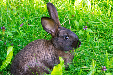 Black rabbit sits in the green grass under the rays of morning light