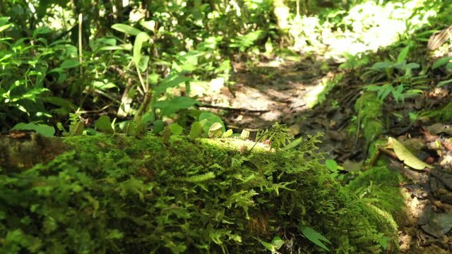 Close up of leaf cutter ants, atta leavigata, carrying leaves to their nests with a long line of ants visible in the background
