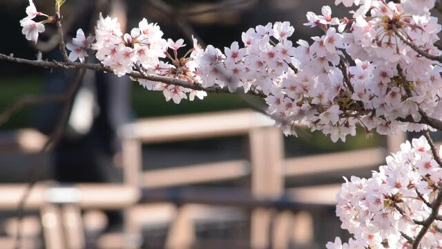 満開に咲きそろったちょうど見ごろのサクラ、ネットでお花見