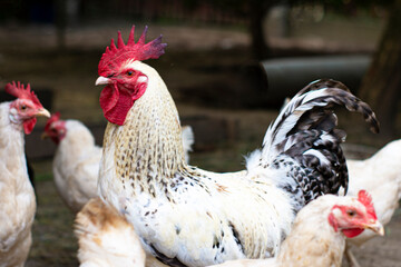 Beautiful rooster in a farmyard with white chickens
