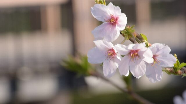 満開に咲きそろったちょうど見ごろのサクラ、ネットでお花見