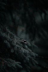 Algonquin park, ontario