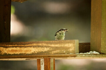 Eurasian nuthatch hidden in the shade of fresh green trees in summer, hokkaido, japan