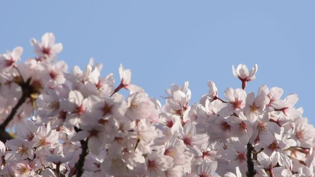 満開に咲きそろったちょうど見ごろのサクラ、ネットでお花見