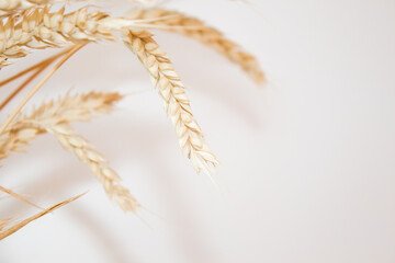 Wheat on a white background close-up mock up. Wheat harvesting season, harvest festival. Copy space