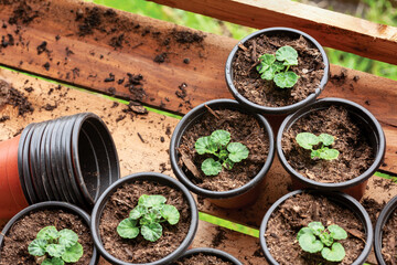 seedings in planting pots  with wooden box