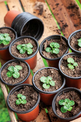 seedings in planting pots  with wooden box