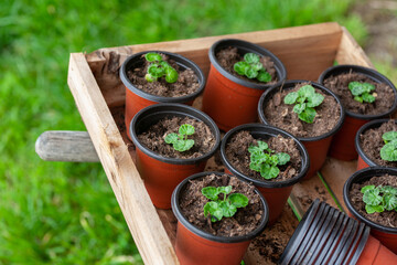 seedings in planting pots  with wooden box