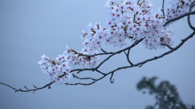 満開に咲きそろったちょうど見ごろのサクラ、ネットでお花見