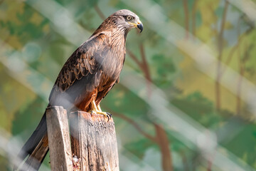 The common buzzard Buteo buteo bird of prey sits on branch in the aviary