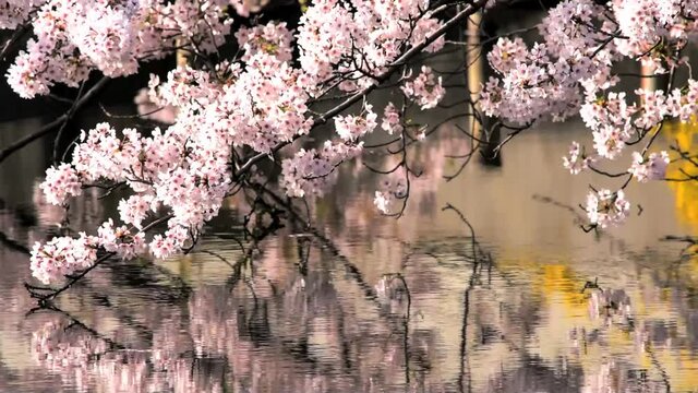 満開に咲きそろったちょうど見ごろのサクラ、ネットでお花見