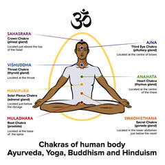 Chakras system with gonads of human body - used in Buddhism and Ayurveda. For design, associated with yoga. Vector Sahasrara, Ajna, Vishuddha, Anahata, Manipura, Swadhisthana, Muladhara, symbol Om