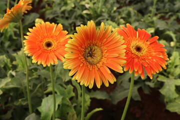 orange gerbera flower