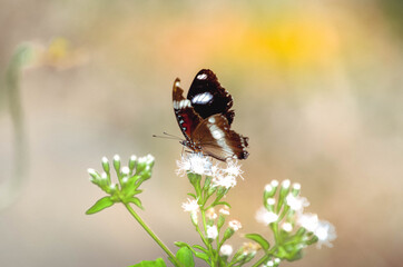The butterfly alighted on a white flower with a blur background