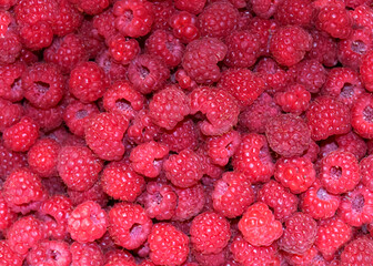 Red raspberries freshly picked and ripe, raspberries background