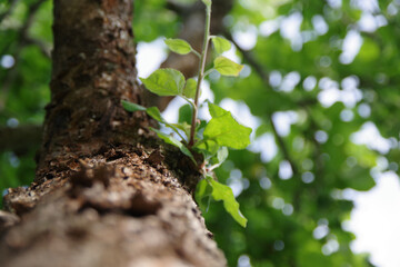 Beautiful green apple tree. Apple tree trunk view from bottom.