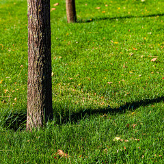 Tree on the lawn close-up. Summer city park.