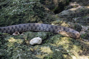 snake i