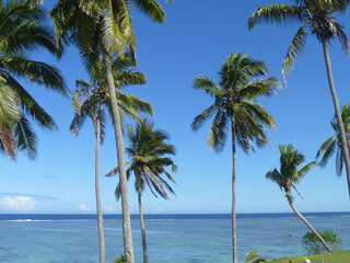 fijian palm trees on the beach