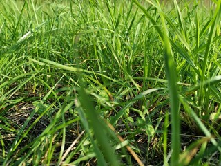 green grass in the field