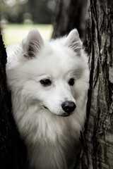 close up of a white dog